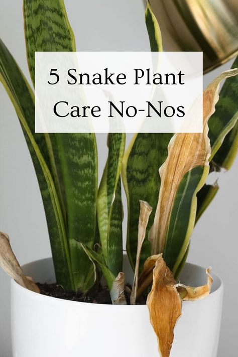 5 Snake Plant Care No-Nos Nature, Snake Plants In Pots, Snake Plant Care Guide, Snake Plant Combinations, Snake Plant Indoor Living Rooms, Sansevieria Plant Care, Snake Plant Front Door, Snake Plant Succulent Arrangement, Hanging Snake Plant