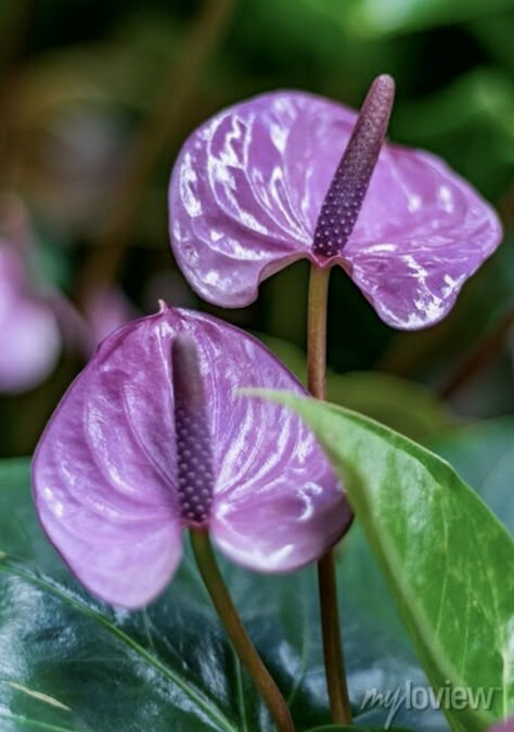 Purple Anthurium, Anthurium Bouquet, Flower Anatomy, Garden Topiary, Anthurium Plant, Anthurium Flower, Flamingo Flower, Flower Identification, Buddha Garden