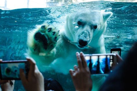 Asahiyama Zoo, Daily Dozen, Zoo Photos, Travel Japan, Polar Bears, National Geographic Photos, Best Photography, Nature Animals, Japan Travel