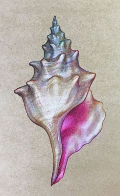 Seashell Drawing, Shell Drawing, Shell Tattoos, Whimsical Nature, Prismacolor Art, Nature Tattoo, Seashell Painting, Drawing Drawing, Seashell Art