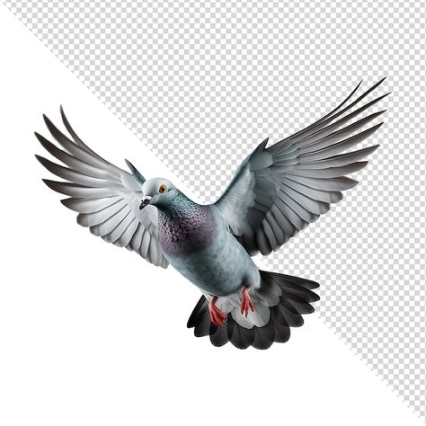 Flying pigeon isolated on transparent ba... | Premium Psd #Freepik #psd #pigeon #dove #bird-flying #bird Pigeon Images, Pigeon Flying, Flying Pigeon, Pigeon Bird, Bird Flying, Export Business, Dove Bird, Flying Bird, Poster Maker