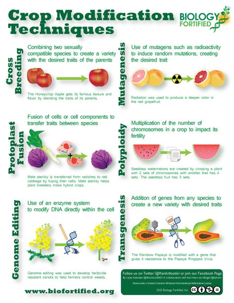 To help educate people about the many methods that are used to generate new traits in plants, Biology Fortified has created an infographic on six different crop modification techniques, with examples of crops generated with each method. This infographic was … Continued Genetically Modified Food, Plant Breeding, Pharmacology Nursing, Lena Dunham, Agriculture Education, Genetic Engineering, Similarities And Differences, How To Create Infographics, Science Biology