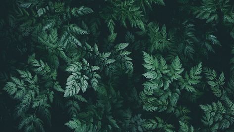 Leaves, green, dark, plant Green Nature Wallpaper, Green Aesthetic Wallpaper, Green Leaf Wallpaper, Dark Green Wallpaper, Green Leaf Background, 2560x1440 Wallpaper, Laptop Wallpaper Desktop Wallpapers, Zero Wallpaper, Dark Green Aesthetic