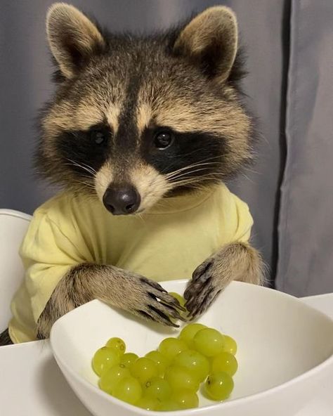 Raccoon Eating, Eat With Me, Pin Pictures, Trash Pandas, Pet Raccoon, Cute Raccoon, Raccoon Funny, Trash Panda, Super Cute Animals