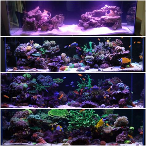 Click this image to show the full-size version. Reef Tank Design, Reef Tank Aquascaping, Aquascaping Ideas, Nano Reef Tank, Marine Fish Tanks, Saltwater Aquariums, Saltwater Aquarium Fish, Saltwater Fish Tanks, Marine Tank