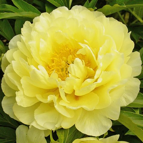 Peonies Yellow, Itoh Peony, Yellow Peony, Itoh Peonies, Flower Peony, Yellow Peonies, Smith Family, Tree Peony, Red Flare