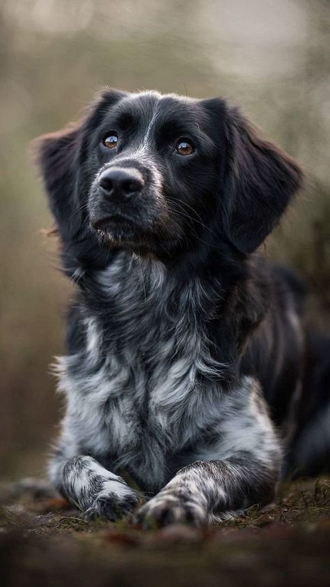 Couple Poses With Dog, Pet Photoshoot Ideas, Dog Photography Outdoor, Dog Picture Ideas, Puppy Photo Shoot, Dog Photoshoot Ideas, Pet Photography Poses, Dog Drawing Reference, Dog Photoshoot Pet Photography