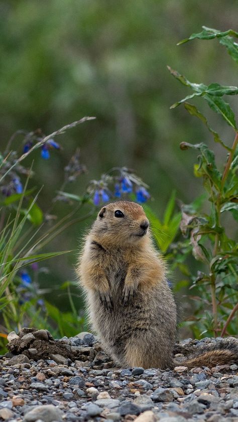 Arctic Ground Squirrel, Marmot Aesthetic, Aesthetic Squirrel, Squirrel Aesthetic, Alaska Wildlife, Ground Squirrel, Prairie Dog, Desert Life, Happy Pictures