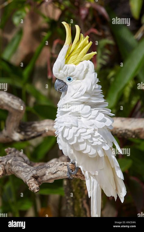 Download this stock image: The Sulphur-Crested Cockatoo (Cacatua galerita). Bali Bird Park, Batubulan, Gianyar regency, Bali, Indonesia. - KNCE4N from Alamy's library of millions of high resolution stock photos, illustrations and vectors. Animal Jungle, Funny Parrots, Crazy Bird, Australian Birds, Unusual Animals, Bird Supplies, Airbrush Art, Cute Animals Images, Australian Animals