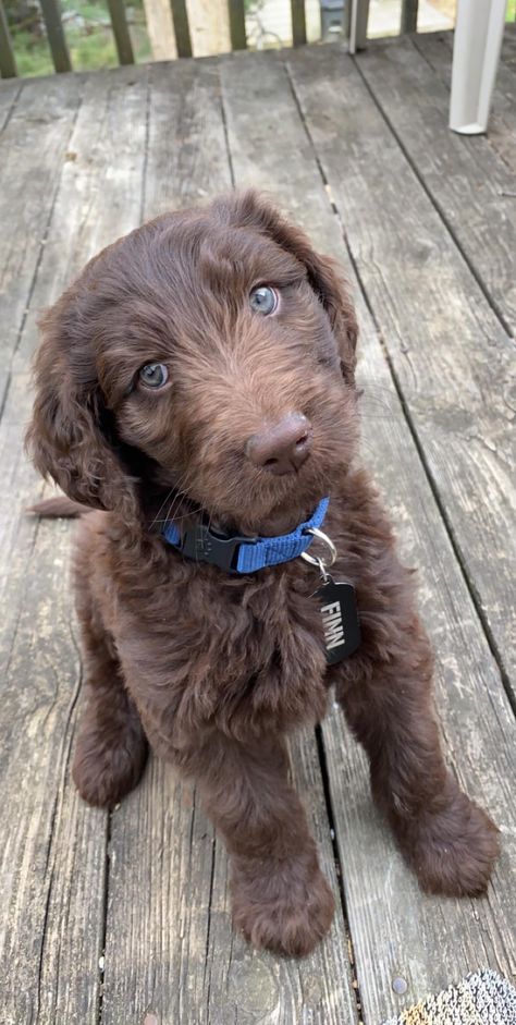 My double doodle Finn. Pretty Goldendoodles Groodle dogs #goldendoodles Brown Mini Goldendoodle, Brown Doodle Dog, Chocolate Doodle Dogs, Goldendoodle Accessories, Brown Golden Doodle, Labradoodle Retriever, Double Doodle Dog, Brown Goldendoodle, Chocolate Goldendoodle