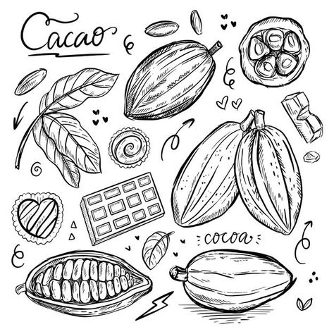 Grabado de dibujo de cacao y chocolate d... | Premium Vector #Freepik #vector #fondo #banner #cartel #comida Chocolate Illustration Graphics, Chocolate Drawing, Chocolate Logo, Doddle Art, Chocolate Labels, Adventure Seeker, Types Of Chocolate, Hot Coco, Chocolate Shop