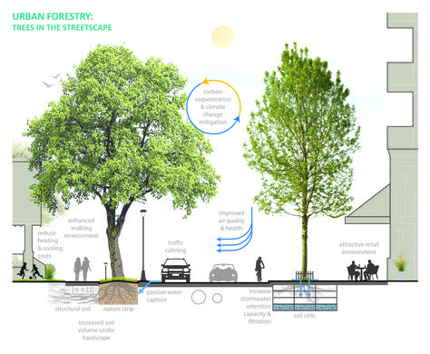 Urban Forest Design, Tree Placement, Urban Forestry, Landscape Architecture Diagram, Streetscape Design, Forest Management, Urban Design Graphics, Urban Intervention, Urban Design Architecture