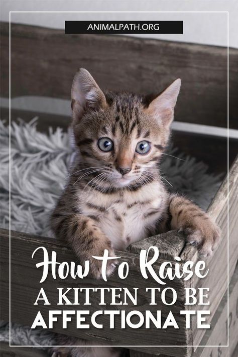 Cat Protecting Kitten, How To Pet Cats, How To Care For Kittens Tips, How To Tame A Wild Kitten, Kitten Food Schedule, Kitten Accessories Aesthetic, Kittens Care Tips, How To Train Your Kitten, Raising A Kitten Tips