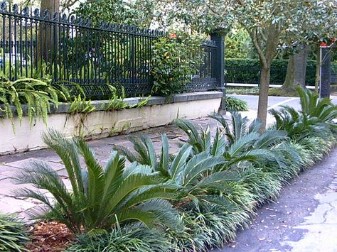 Cycads, or sago plams, are small palms with striking glossy green foliage. Cycads look fantastic in modern landscape gardens and are also happy in pots. These look nice with the grass under, need to find out what kind Contemporary Landscaping, Palm Trees Landscaping, Florida Landscaping, Palm Garden, Sago Palm, Tropical House Plants, Tropical Garden Design, Tiered Garden, Sloped Garden