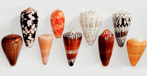 Cone Snail, Molluscs, Cone Shell, Sea Snail, Shell Collection, Snail Shell, Stuffed Shells, Cluster Pendant, Shell Crafts