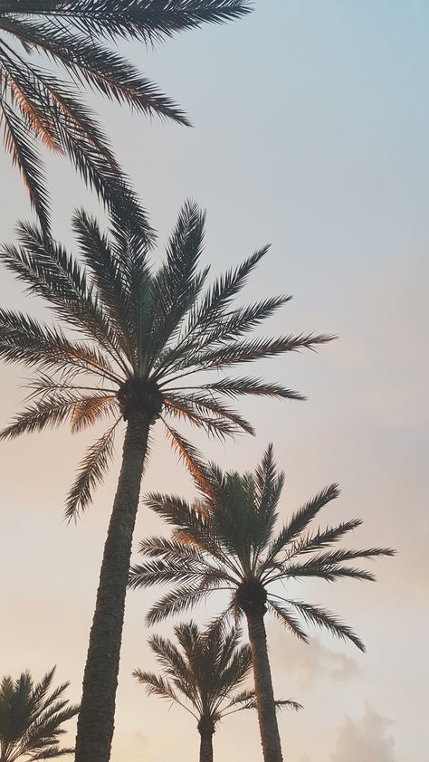 Palmier Aesthetic, Palm Tree Asethic Wallpaper, Palm Trees Photography, Palmtrees Aesthetic, Palm Tree Wallpaper Iphone, Palm Trees Aesthetic, Palm Tree Wallpaper, Palm Tree Aesthetic, Palm Tree Iphone Wallpaper