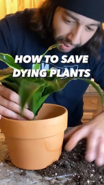 Sick Plants, Plant Remedies, Plant Guy, Mosquito Plants, Plant Care Houseplant, Plant Hacks, Plant Problems, Growing Plants Indoors, Indoor Plant Care