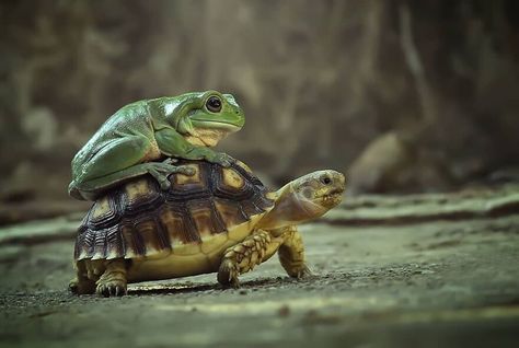 Photographer Accidentally Captured A Photo Of This Extremely Chill Lizard Basking In The Sun (+21 More Of His Pics) Green Tree Frog, Frog Pictures, Funny Animal Photos, A Turtle, Tree Frogs, Cute Frogs, Cute Animal Videos, Animal Photo, Amphibians