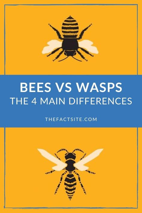 Wasp Reference, Wildlife Facts, Herbs Garden, Wasp Nest, Bee Colony, Bees And Wasps, Natural Science, Bee Sting, Unit Studies