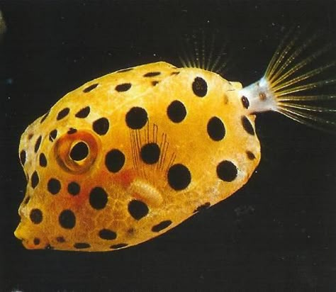 Yellow Sea Creatures, Boxfish Tattoo, Ocean Life Photography, Underwater Drawing, Box Fish, Beautiful Tropical Fish, Fauna Marina, Salt Water Fish, Fishing Pictures