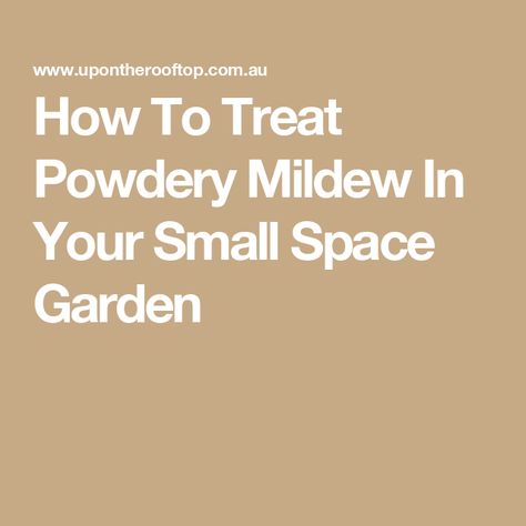 How To Treat Powdery Mildew In Your Small Space Garden Small Space Garden, Rain Fall, Space Garden, Powdery Mildew, Fall Over, Small Space Gardening, The Balcony, Balcony Garden, Small Space