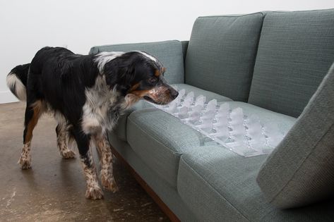 Couch Guard and Furniture Protector  Keep Dogs and Pets Safely off Furniture Quantity 4 /CLEAR Made in USA! *** Want additional info? Click on the image.-It is an affiliate link to Amazon. #dogssofasandchairs Keep Dog Off Couch, Couch Protector, Pet Couches, Types Of Sofas, Pet Safety, Furniture Protectors, Dog Images, Boxer Dogs, Pet Owners