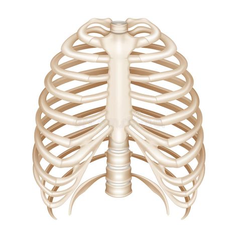 Rib Cage. Isolated on the white , #Sponsored, #Cage, #Rib, #white, #Isolated #ad Human Ribs, Human Rib Cage, Axial Skeleton, Thoracic Cavity, Body Preschool, Problem Quotes, Human Organs, Skeleton Anatomy, Hospital Admit Hand Pics