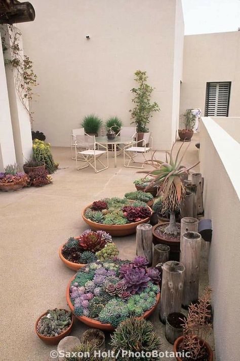 Garden Library, نباتات منزلية, Rock Garden Landscaping, Desert Garden, Cactus Garden, Succulent Garden, Succulents Garden, Balcony Garden, Cacti And Succulents