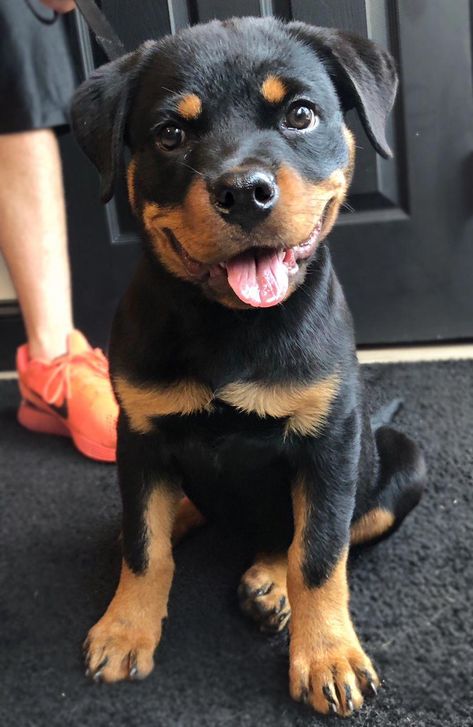 Baby Rottweiler Puppies, Baby Rottweiler, German Rottweiler Puppies, Rottweiler Breeders, German Rottweiler, Rottweiler Puppies For Sale, Rottweiler Love, Rottweiler Lovers, Puppies And Kitties