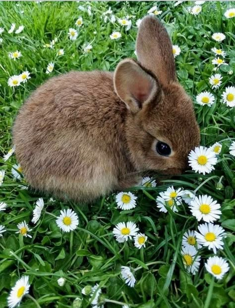 Uliana Core, Bunny In Garden, Rabbit Aesthetic, Spring Animals, Bunny Pictures, Pretty Animals, Arte Inspo, Cute Animal Photos, Cute Creatures