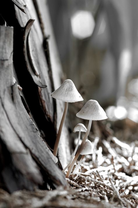 Fall Mushrooms, Farm House Colors, Misty Grey, Seasons Of The Year, World Of Color, Autumn Trees, Hello Autumn, Color Collection, Yellow And Brown