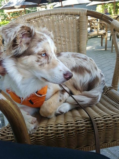 Border Collie Aussie Puppies, Dog Exercise, Australian Shepherd Dogs, Dog Tips, Border Collie Dog, Herding Dogs, Australian Shepherds, Veterinary Clinic, Blue Merle