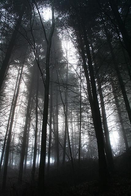 Haunted Places in Indiana... I wanna go!! Gloomy Forest, Creepy Forest, Dark And Gloomy, Haunted Locations, Hey Brother, Forest Dark, Creepy Places, Dark Woods, Spooky Places