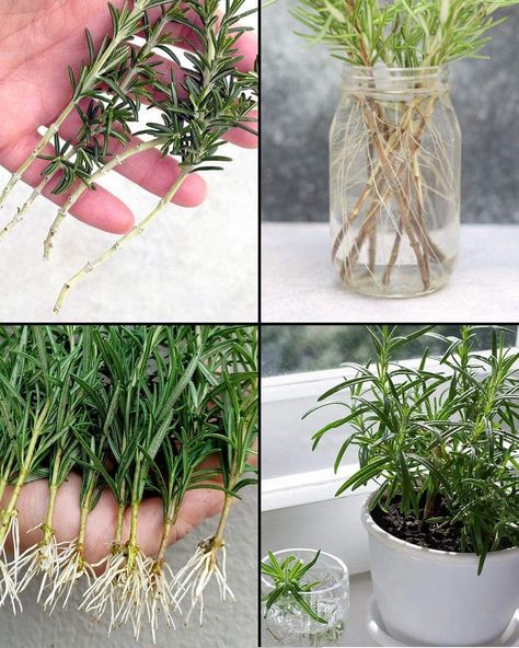 Rosemary Growing, Rosemary From Cuttings, Rosemary Plant Care, How To Grow Rosemary, Propagate Rosemary, Grow Rosemary, Dirt Therapy, Regrow Vegetables, Organised Life