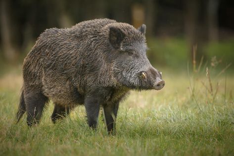 Big male boar. A large male wild boar in long grass , #affiliate, #boar, #male, #Big, #large, #grass #ad Aesthetic Wildlife, Wild Boar Recipes, Feral Pig, Wild Boar Hunting, Tattoo Wallpaper, Tier Tattoo, Boar Hunting, Animal Photography Wildlife