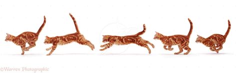 Animals In Action, Cat Running, Group Of Cats, Running Photos, Action Pictures, Cat Drawing Tutorial, Cat Anatomy, Cat Run, Cat Reference