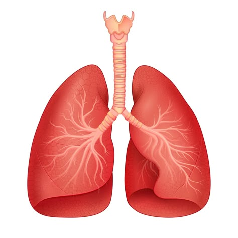 illustration of Healthcare and Medical education drawing chart of Human Lungs for Science Biology study Lung Anatomy Art, Lung Anatomy Drawing, Human Lungs Drawing, Lungs Illustration, Lungs Drawing, Education Drawing, Lungs Art, Lung Anatomy, Medical Stickers