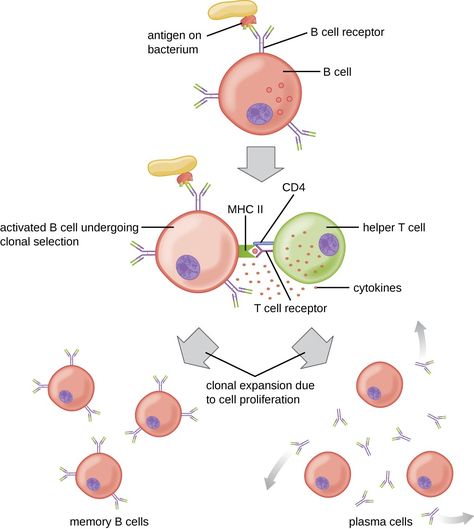 Adaptive Immunity, Vitamins For Immune System, Microbiology Study, Adaptive Immune System, Clinical Chemistry, White Blood Cell, Basic Anatomy And Physiology, B Cell, Biology Lessons