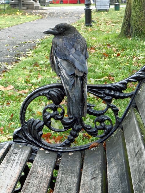 My New Friend | This carrion crow came and perched next to m… | Flickr Jackdaw, Magpie, Regard Animal, Quoth The Raven, Photo Animaliere, Raven Art, Crows Ravens, All Birds, Kraken