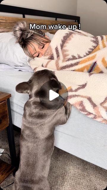 Dog Sleeping Funny, Cute Frenchie Puppies, Good Morning Dogs Funny, Funny Bulldog Videos, French Bulldog Videos Funny, Fluffy Frenchie Puppy, Good Morning Puppies, French Bulldog Aesthetic, French Bulldog Videos