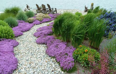 Start to Sow Wildflowers Seeds in Early Spring to Enjoy Beautiful Summer Garden Coastal Backyard, Miscanthus Sinensis Gracillimus, Thymus Serpyllum, Seaside Garden, Backyard Garden Landscape, Easy Landscaping, Coastal Gardens, Ground Cover Plants, Traditional Landscape