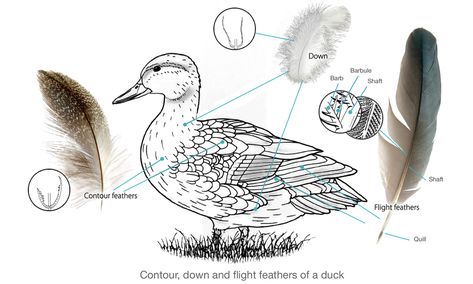 In this activity, students will use their observation skills and some resource materials to classify feathers into the three different types. They will also explore some of the properties of the feathers. Although this activity focuses on whio feathers, it can easily be adapted to other birds. Duck Species, Types Of Feathers, Feather Drawing, Flowing Water, Duck Duck, Duck Feather, Very Cold, Anatomy Reference, Down Feather