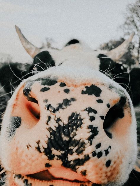 Country Images Pictures, Cute Country Animals, Aesthetic Cow Pictures, Cute Animal Pictures Aesthetic, Cow Asthetic Picture Wallpaper, Cow Homescreen, Cow Screensaver, Cute Cow Background, Cute Cow Lockscreen