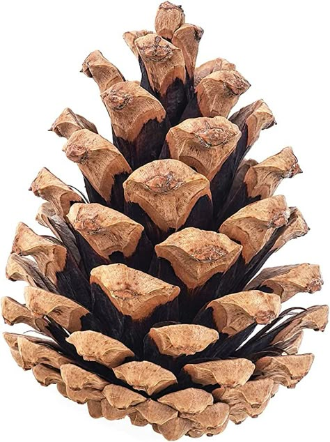 20 PineCones 3" to 4" Tall, Bulk Package in a Protective Box, Bug Free, All Natural, UNSCENTED, Perfect for Crafts, Christmas Trees, Firelighting, by Billy Buckskin Co. Pinecones Crafts, Pine Cone Christmas Decorations, Large Pine Cones, Mini Pine Cones, Table Home Decor, Pinecone Ornaments, Hanging Bird Feeders, Decor Vase, Cones Crafts