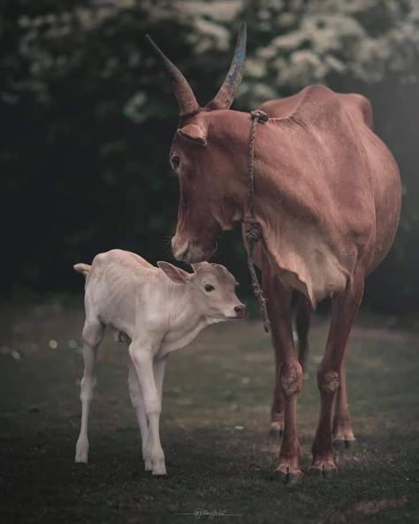 Indian Cow, Cow Photography, Cow Photos, Black Background Photography, Cow Calf, Photo Frame Gallery, Lord Krishna Images, Krishna Images, Black Backgrounds