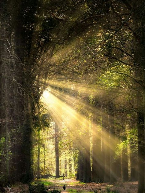 Gray skies are just clouds passing over.  #wood #tree #dawn #sunbeam #nature #light #landscape #mist #leaf #sun #fall #perspective #fog #park #trail #guidance #road #lush #Sunday Magical Pathways, Sun Lights, Light Landscape, Nature Light, Jesus Artwork, Enchanted Wood, Light Rays, Green Sky, Grey Skies