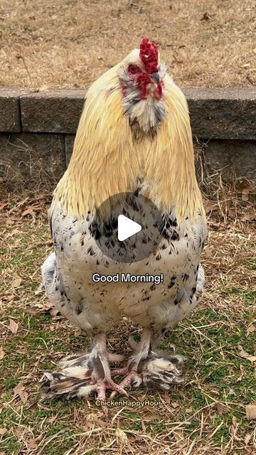 296K views · 14K likes | Chicken Happy Hour on Instagram: "Frankie’s #dailyreminder comin in 🔥 #rooster #psa #chickens #backyardchickens #chickensofinstagram #relatable #funnyreels #dailymotivation #chickenhappyhour" Polish Chicken, Good Morning Ladies, Halloween Eve, Chicken Life, Crazy Chicken Lady, Body Is A Temple, Chicken Humor, Work Humor, Chickens Backyard