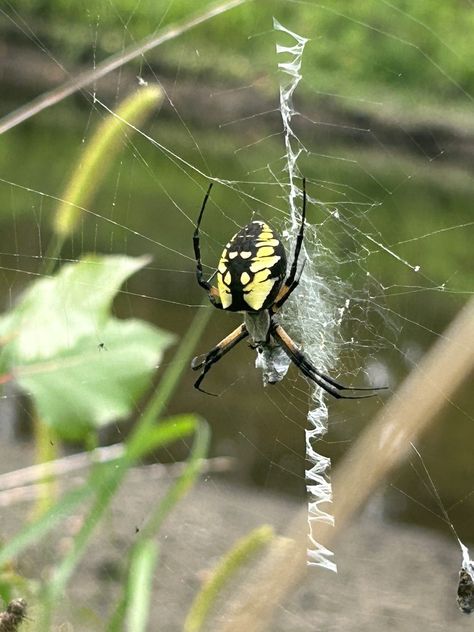 Yellow Garden Spider (Argiope aurantia) Yellow Garden Spider, Sarah Ross, Garden Spider, Yellow Garden, Arachnids, Spiders, Insects, Art Reference, Yellow