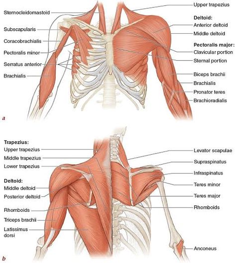 Upper Body Muscles Anatomy, Shoulder Muscles Anatomy, Muscles Anatomy Drawing, Deltoid Muscle, Rotator Cuff Muscles, Body Muscle Anatomy, Trapezius Muscle, Upper Body Muscles, Muscular System Anatomy