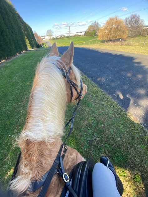 Horse Hacking, Trail Ride, Palomino Horse, Dream Future, Horse Show, My Horse, Trail Riding, Horse Photos, Donkeys